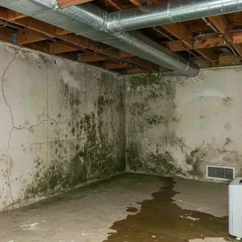 Professional Mold Removal in Barrington, IL